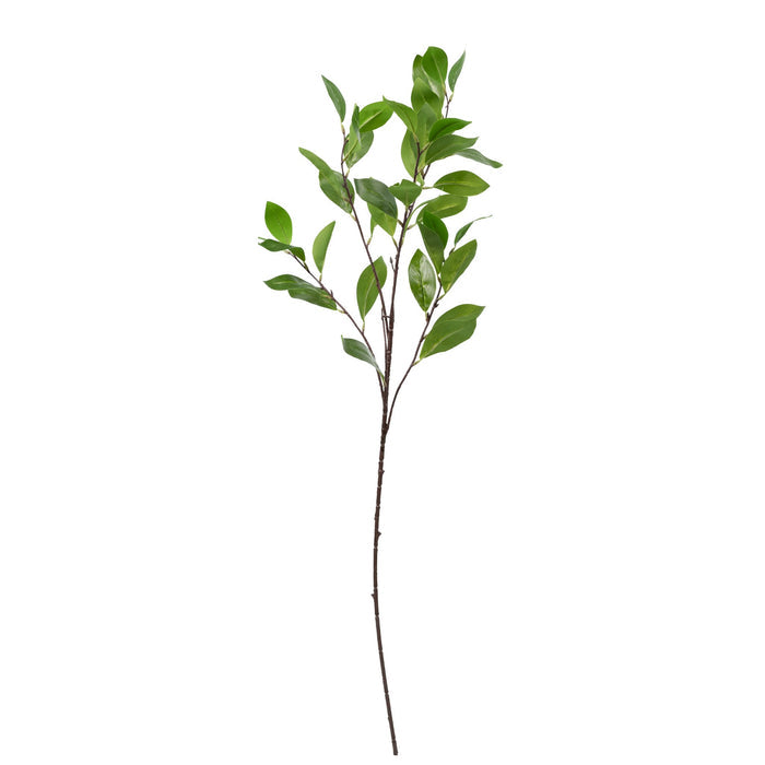 Ruscus Branch - 90cm