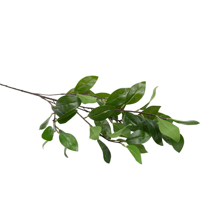 Ruscus Branch - 90cm