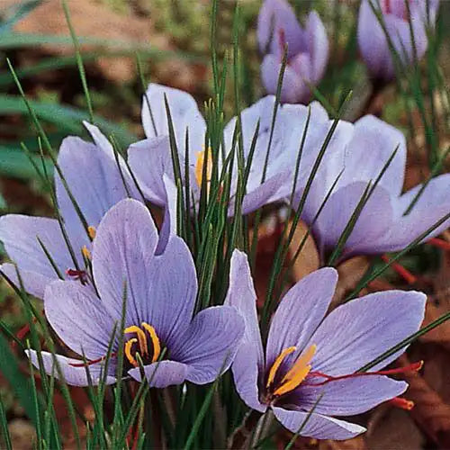 Saffron Crocus