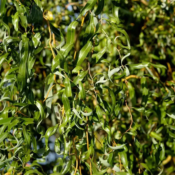 Salix Willow Tree Upright Hybrid