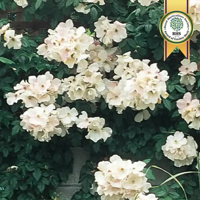 Sally Holmes Climbing Rose