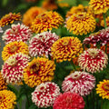 Salsiando Zinnia
