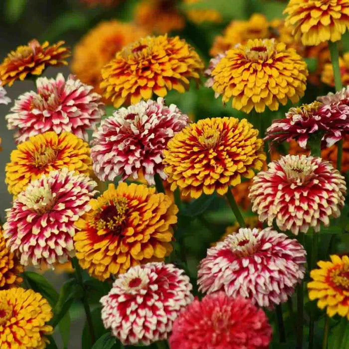 Salsiando Zinnia