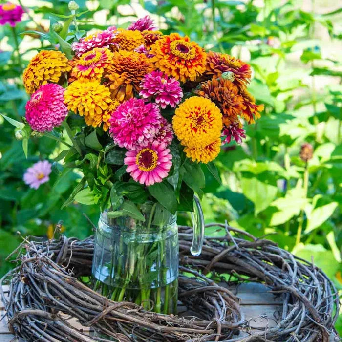 Salsiando Zinnia