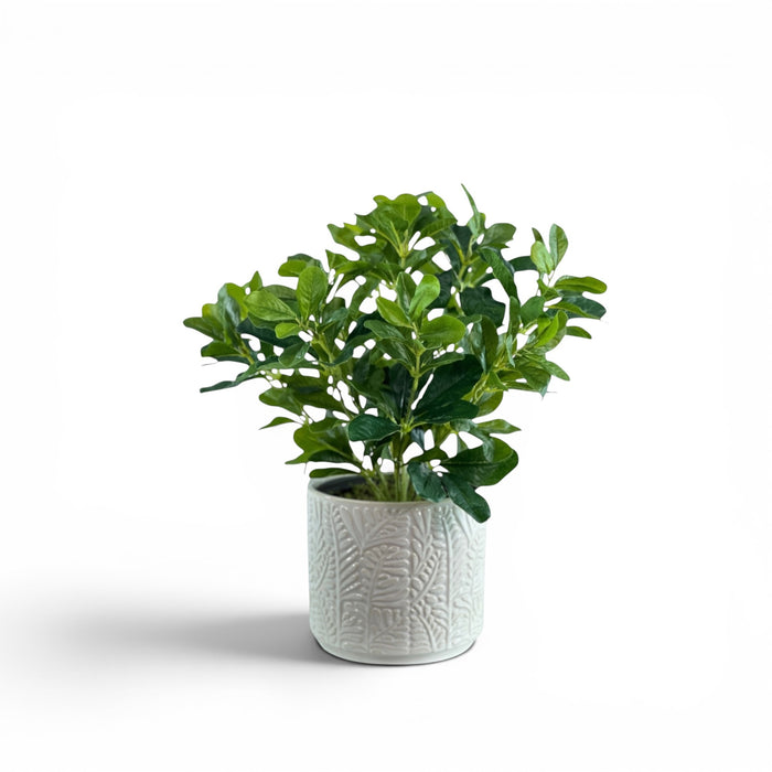 Schefflera Bush in Ceramic Sunday