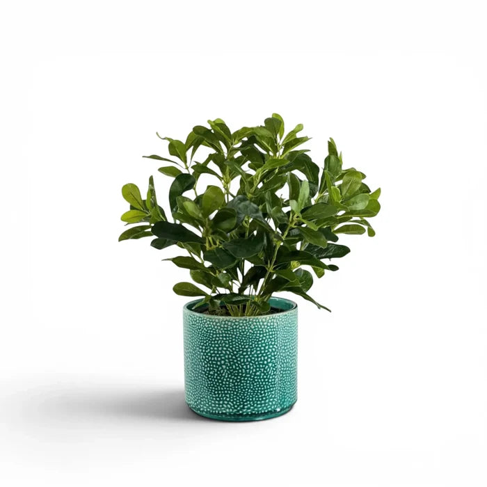 Schefflera in Ceramic Aliwal