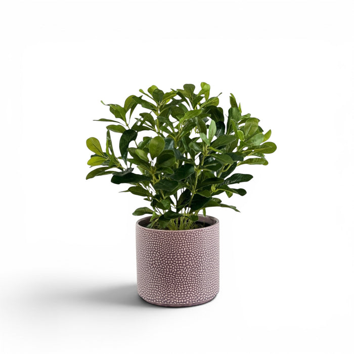 Schefflera in Ceramic Cornelia Street