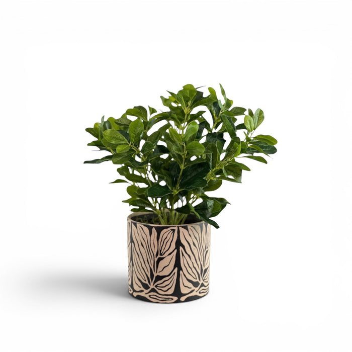 Schefflera in Ceramic Lino