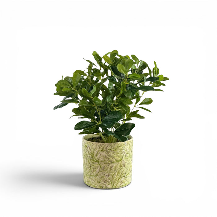 Schefflera in Ceramic Secret Garden