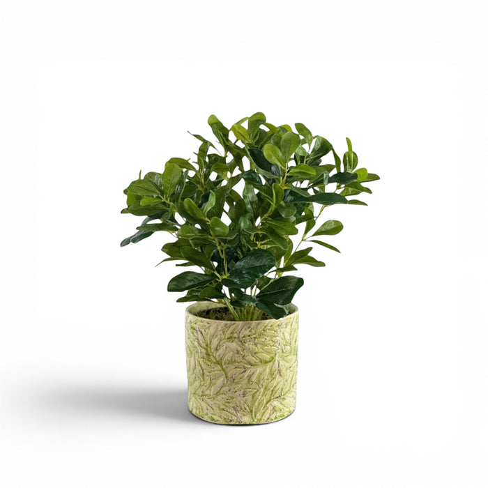 Schefflera in Ceramic Secret Garden