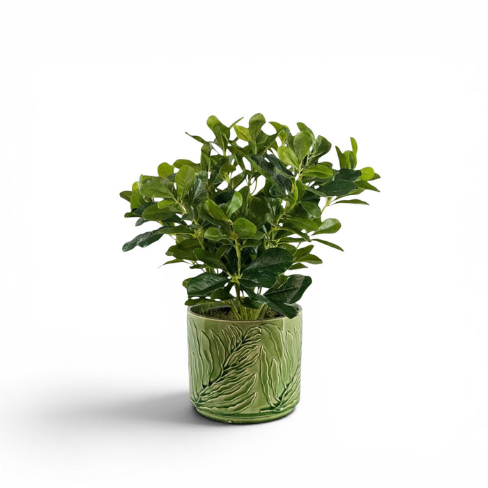 Schefflera in Ceramic Wilder