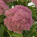 Sedum Spectacular