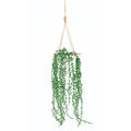 Seedvine in White Ceramic Hanging Pot