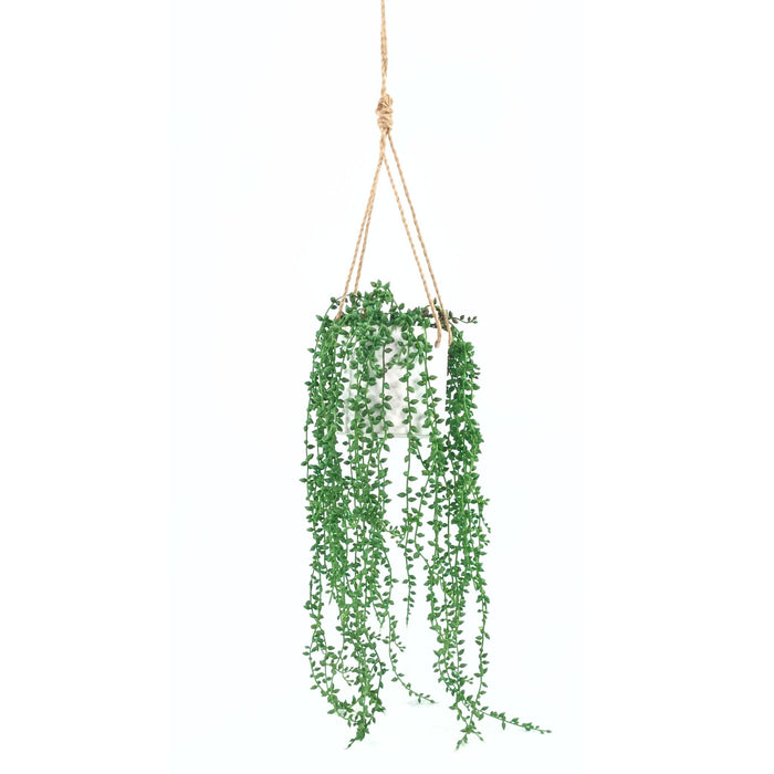 Seedvine in White Ceramic Hanging Pot