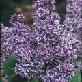 Sensation Lilac Plant