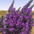 Sensational!® Lavender