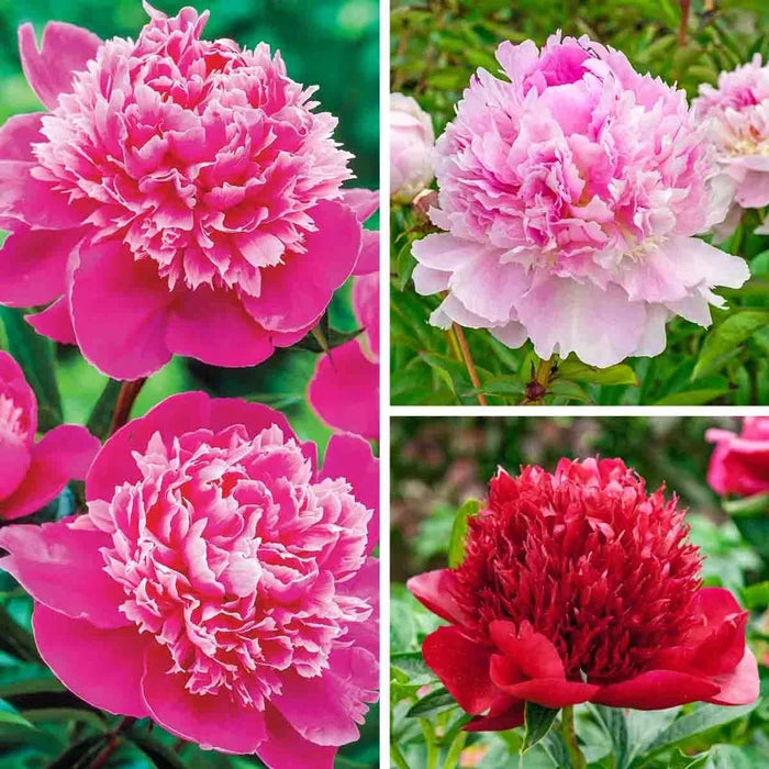 Seriously Fragrant Peony Collection
