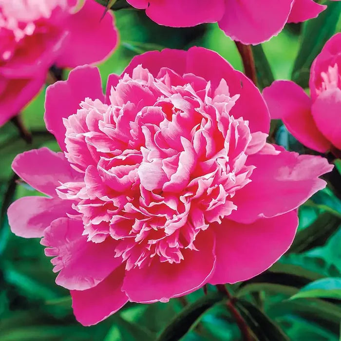 Seriously Fragrant Peony Collection