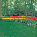 Shade Champ Grass Seed