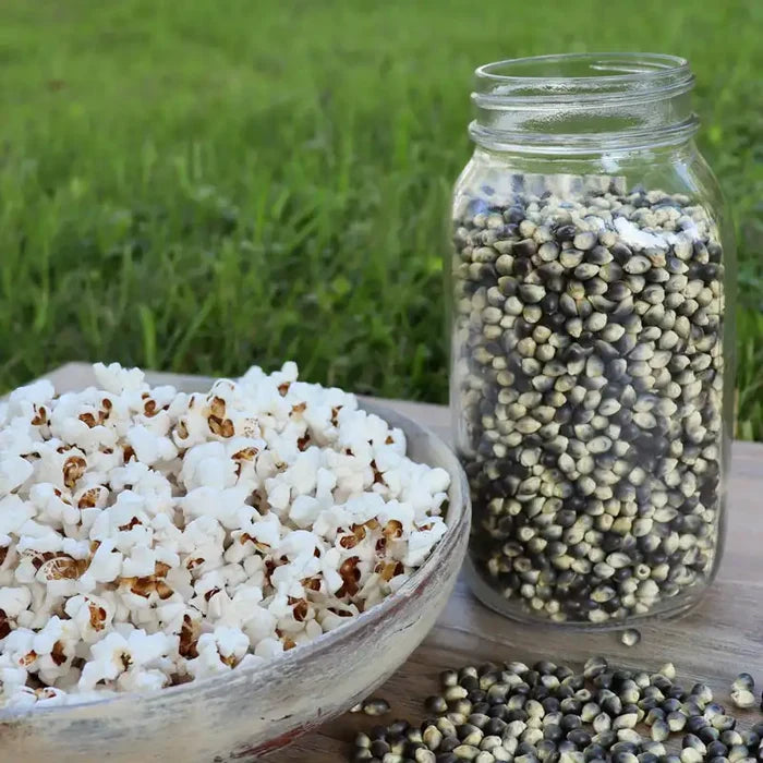 Shaman's Blue Popcorn Seed