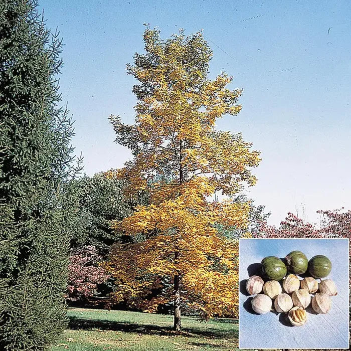 Shellbark Hickory Tree