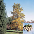 Shellbark Hickory Tree