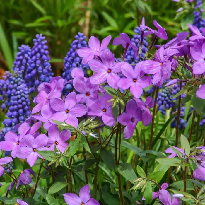 Sherwood Purple Woodland Phlox