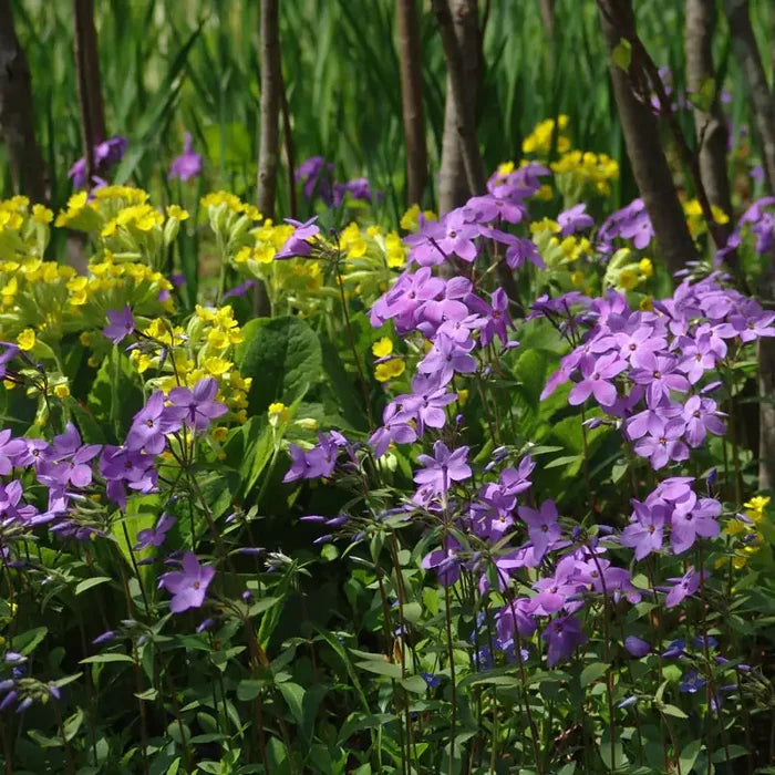 Sherwood Purple Woodland Phlox
