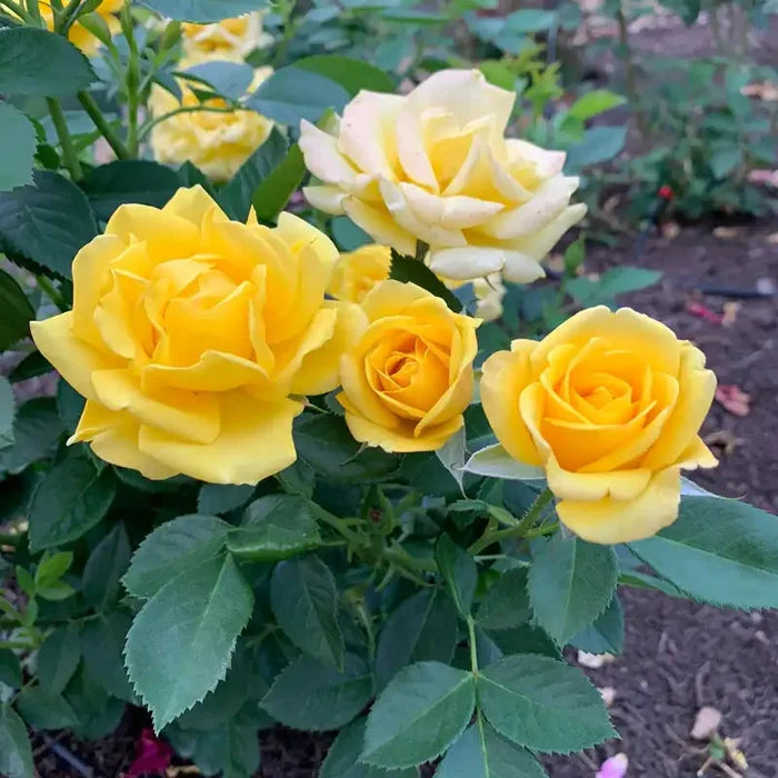 Shockwave™ Rose