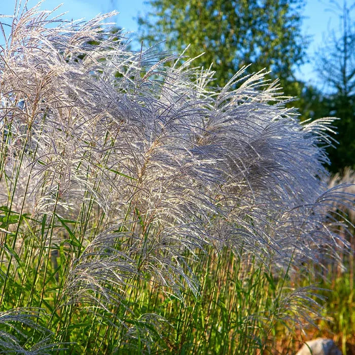 Silver Feather Miscanthus Grass