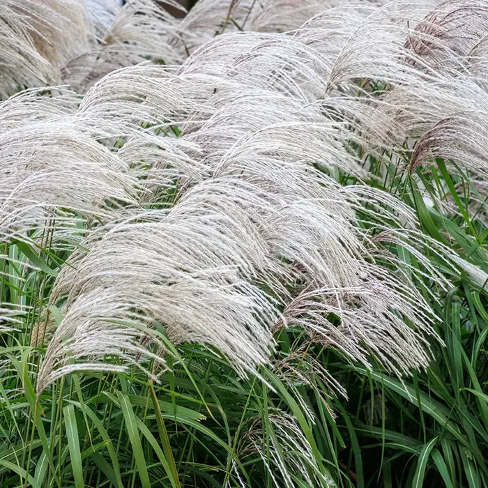 Silver Feather Miscanthus Grass