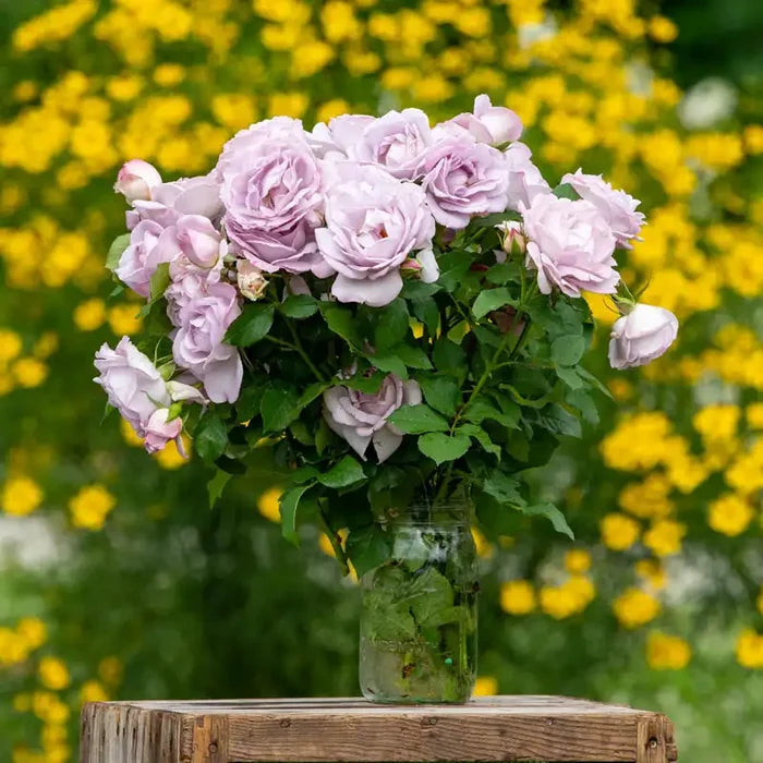 Silver Lining™  Rose