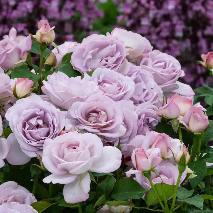 Silver Lining™  Rose