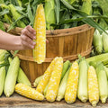 Simply Irresistible  Hybrid Sweet Corn Seed