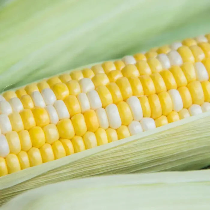 Simply Irresistible® Hybrid Sweet Corn Seed