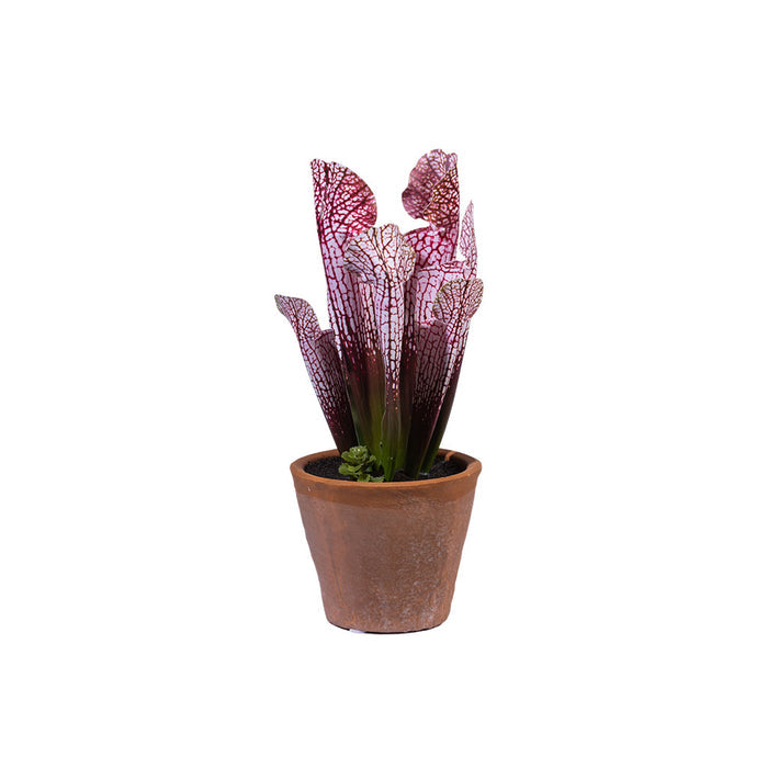 Small Potted Trumpet Plant Pink in Terracotta Pot - 25cm