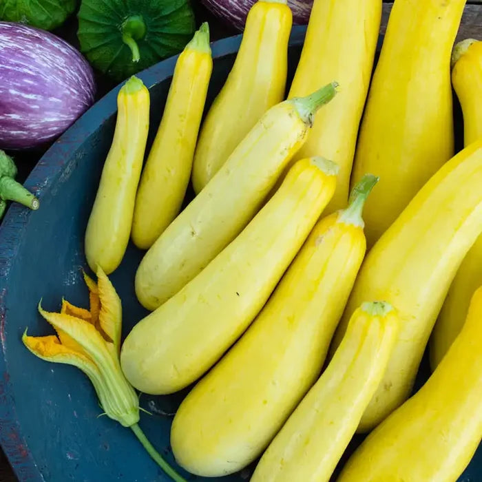 Smooth Criminal Hybrid Summer Squash Seed