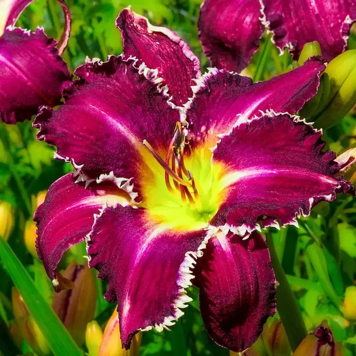 Snaggle Tooth Daylily