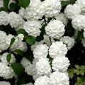 Snowball Viburnum Hedge
