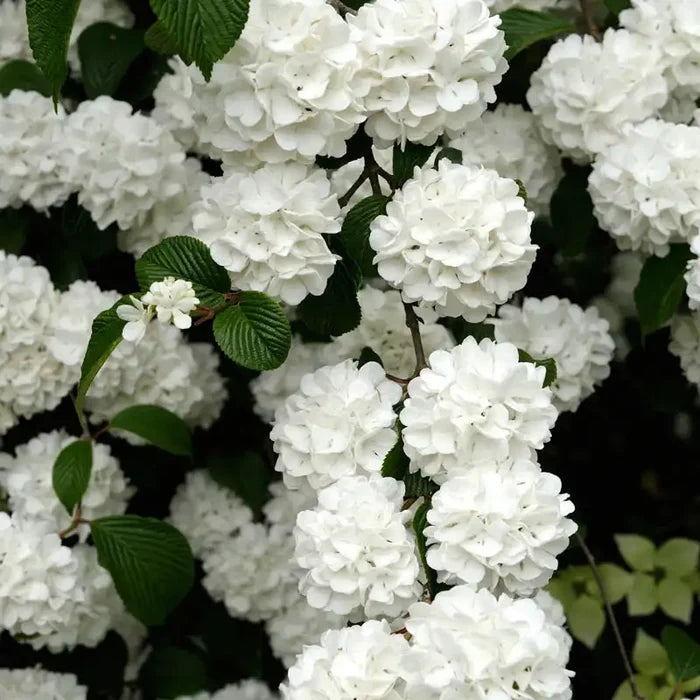 Snowball Viburnum Hedge