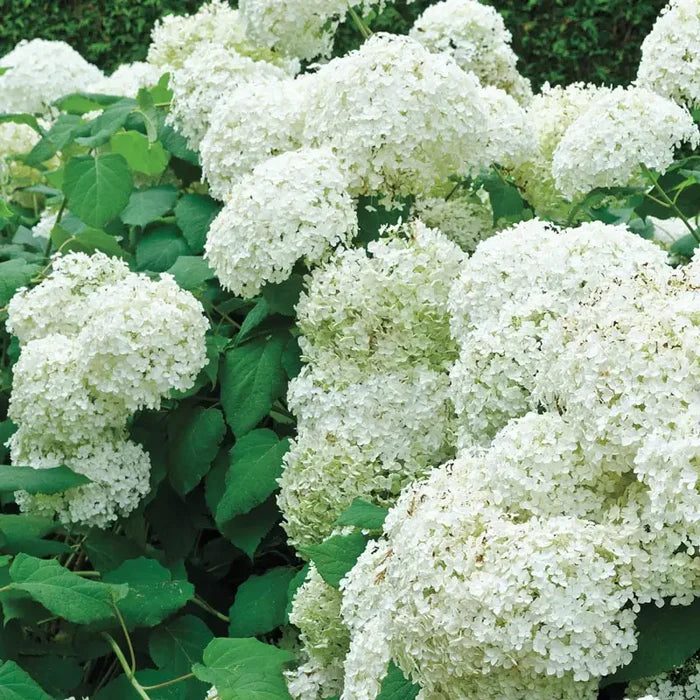 Snowball Viburnum Hedge