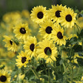 Soluna Lemon Helianthus
