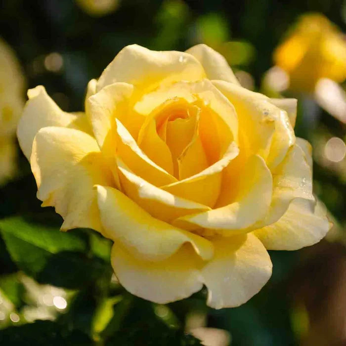 Sparkle & Shine Floribunda Rose