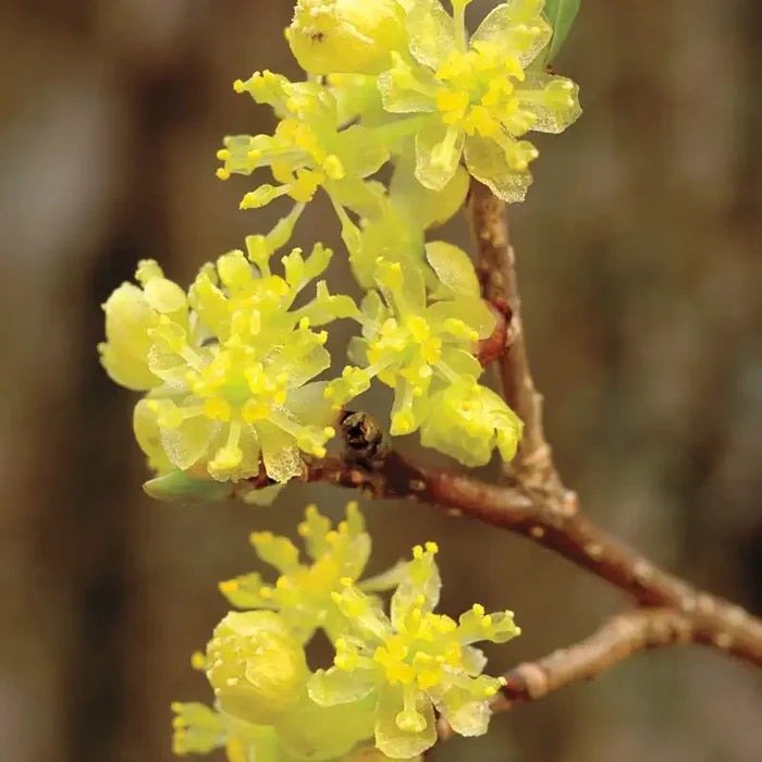 Spicebush Plant