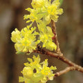 Spicebush Plant