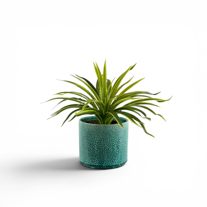 Spider Bush in Ceramic Aliwal