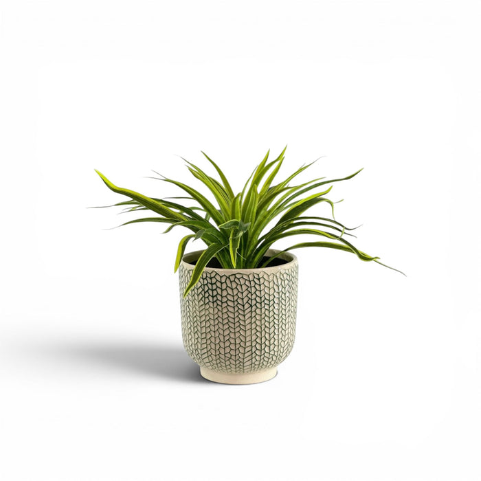 Spider Bush in Ceramic Creeping Ivy