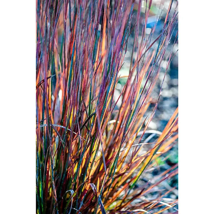 Standing Ovation Little Bluestem