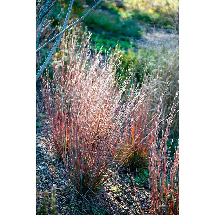 Standing Ovation Little Bluestem
