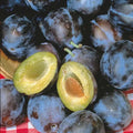 Stanley Plum Tree